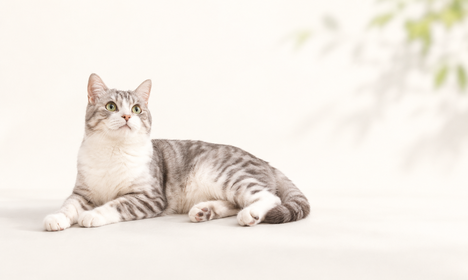 リラックスしている猫のイメージ